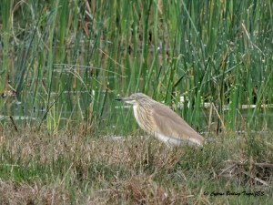 Squacco Heron Phassouri Reed Beds 27th March 2015  (c) Cyprus Birding Tours