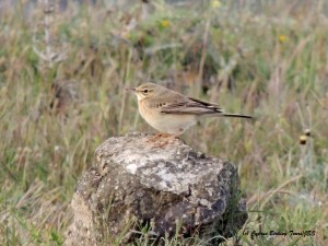 Tawny Pipit, Anarita Mast 20th March 2015  (c) Cyprus Birding Tours