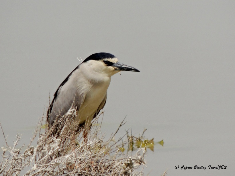 Black-crowned Night Heron Larnaca Salt Lake 29th April 2015 (c) Cyprus Birding Tours