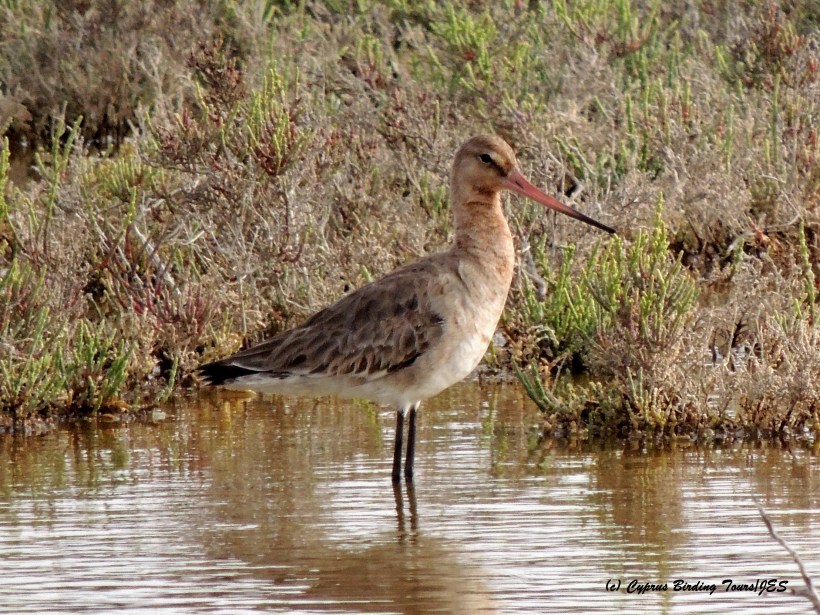 Black-tailed Godwit, Akrotiri Salt Lake 16th April 2015  (c) Cyprus Birding Tours