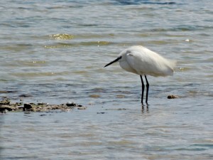 Little Egret Larnaca Salt Lake 15th April 2015 (c) Cyprus Birding Tours