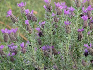  Prastio Kellakiou 28th April 2015 (c) Cyprus Birding Tours