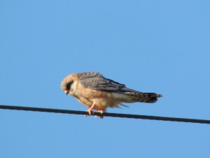 Red-footed Falcon female Anarita Park 24th April 2015 (c) Cyprus Birding Tours