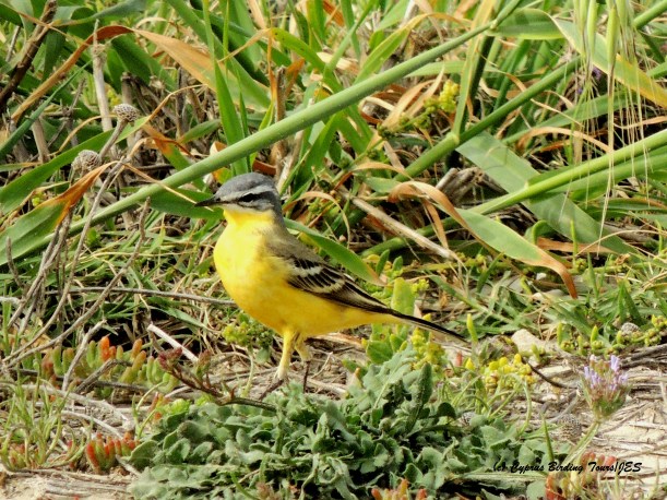 Yellow Wagtail Akrotiri Coast 16th April 2015 (c) Cyprus Birding Tours