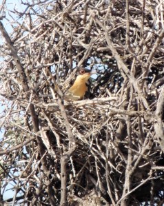 Great Spotted Cuckoo juvenile 17th May 2015 (c) Cyprus Birding Tours
