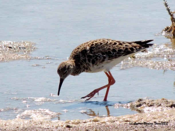 Ruff Spiros Pool 15th May 2015  (c) Cyprus Birding Tours