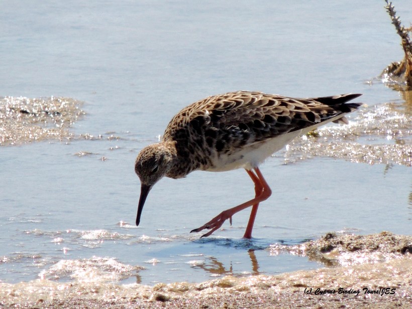 Ruff Spiros Pool 15th May 2015  (c) Cyprus Birding Tours