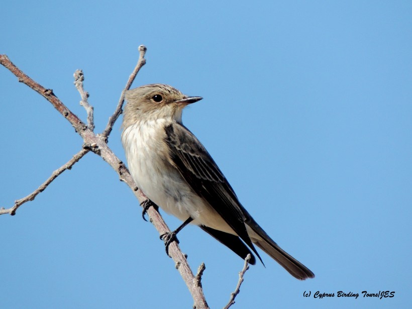 Spotted Flycatcher Livadia 15th May 2015  (c) Cyprus Birding Tours