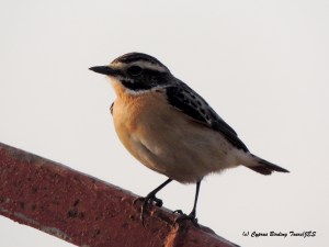 Whinchat Larnaca Desalination Plant 10th May 2015  (c) Cyprus Birding Tours