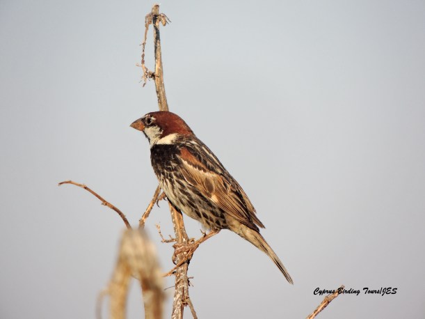 Spanish Sparrow Agios Sozomenos 22nd June 2015 (c) Cyprus Birding Tours