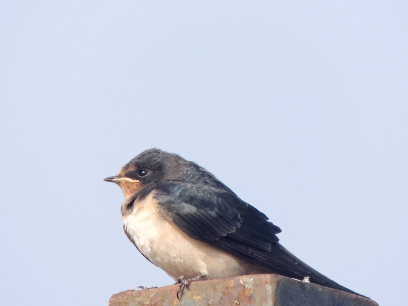 Barn Swallow Larnaca Sewage Works 15th July 2015 (c) Cyprus Birding Tours