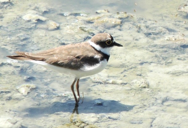 Little Ringed Plover Oroklini Marsh 15th July 2015 (c) Cyprus Birding Tours