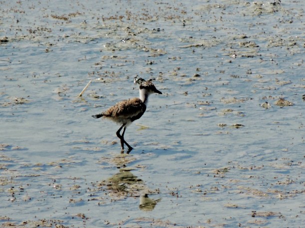 Spur-winged Lapwing chick Oroklini 22nd July 2015 (c) Cyprus Birding Tours