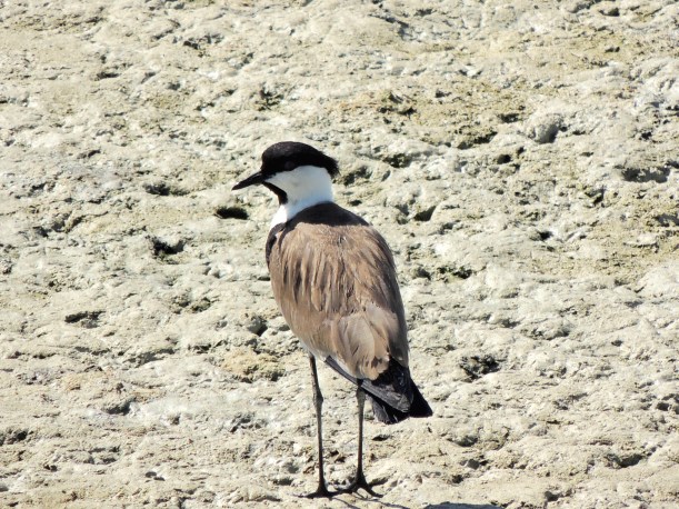 Spur-winged Lapwing Oroklini 22nd July 2015 (c) Cyprus Birding Tours