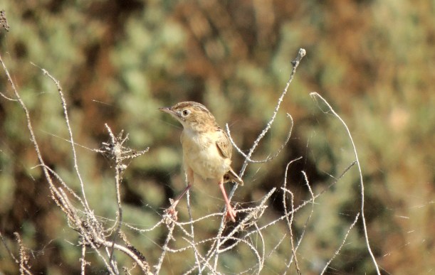 Zitting Cisticola Larnaca Sewage Works 18th July 2015 (c) Cyprus Birding Tours