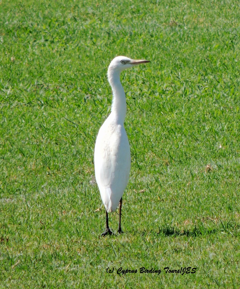 Cattle Egret, Agia Napa Football Fields 8th August 2015 (c) Cyprus Birding Tours