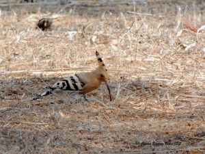Eurasian Hoopoe Cape Greco 13th August 2015 (c) Cyprus Birding Tours
