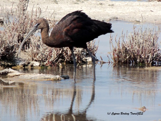 Glossy Ibis Lady's Mile 19th August 2015  (c) Cyprus Birding Tours