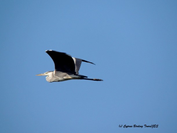  Grey Heron Phassouri Reed Beds 19th August 2015 (c) Cyprus Birding Tours