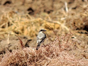  Lesser Grey Shrike Mandria 28th August 2015 (c) Cyprus Birding Tours