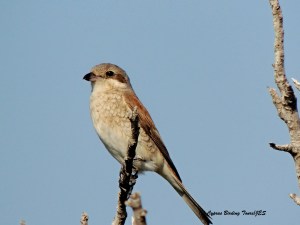 Red-backed Shrike female Agia Napa Sewage Works 13th August 2015 (c) Cyprus Birding Tours