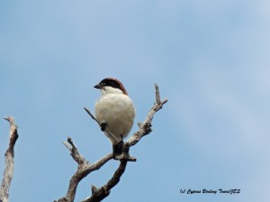 Woodchat Shrike Neochorio 10th August 2015  (c) Cyprus Birding Tours