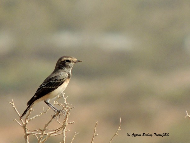 Cyprus Wheatear 2 Cape Greco 12th September 2015 with signature