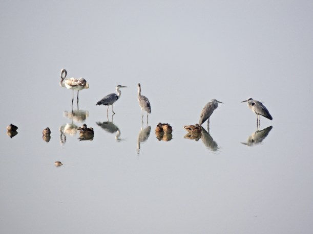  Early morning Larnaca Sewage Works 15th September 2015 (c) Cyprus Birding Tours