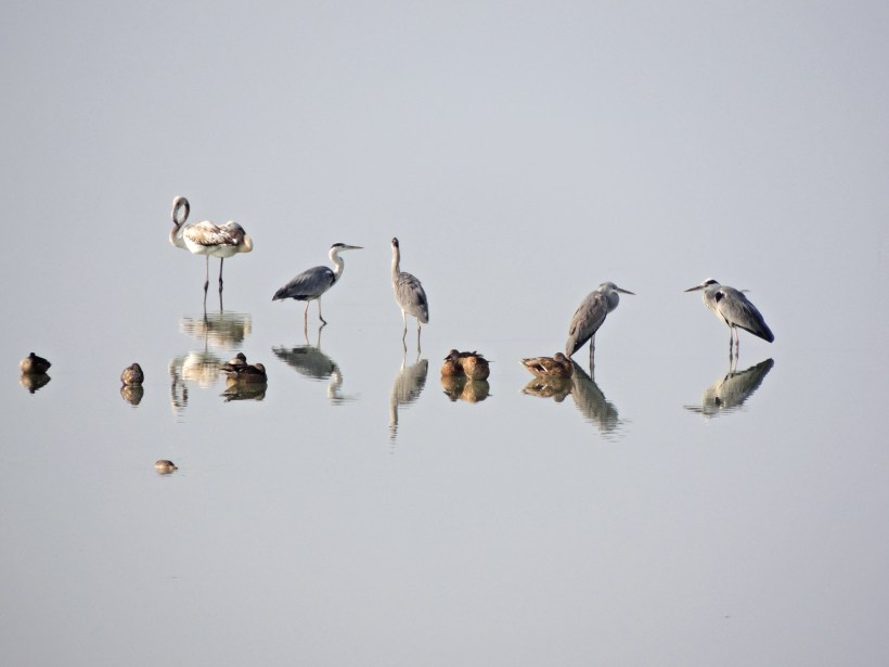  Early morning Larnaca Sewage Works 15th September 2015 (c) Cyprus Birding Tours