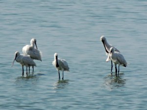 Eurasian Spoonbill Larnaca Sewage Works 19th September 2015 (c) Cyprus Birding Tours