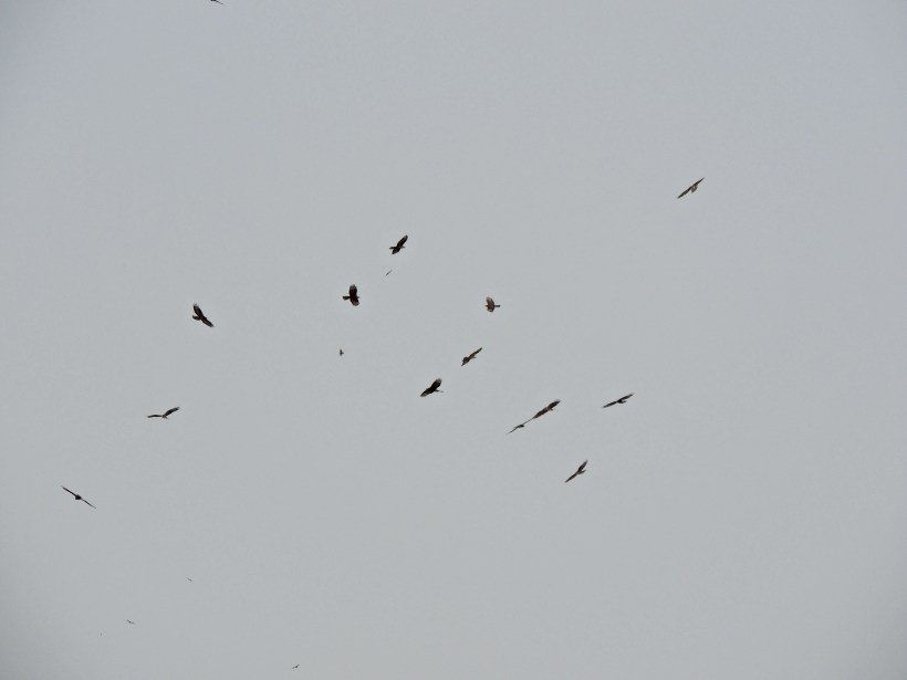 Migrating raptors Cape Greco 12th September 2015 (c) Cyprus Birding Tours