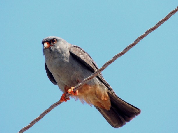 Red-footed Falcon Mandria 25th September 2015 (c) Cyprus Birding Tours
