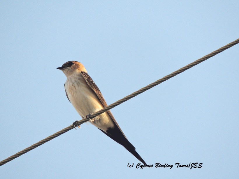  Red-rumped Swallow Meneou Beach 13th September 2015 (c) Cyprus Birding Tours