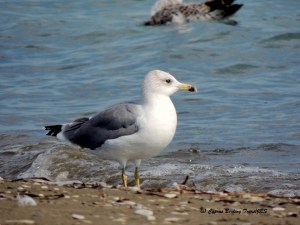 Armenian Gull Spiros Beach 19th October 2015  (c) Cyprus Birding Tours