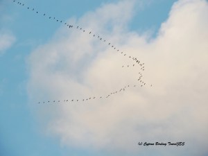 Common Crane Agios Therissos 9th October 2015 (c) Cyprus Birding Tours