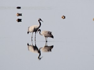 Common Crane Larnaca Sewage Works 21st October 2015 (c) Cyprus Birding Tours