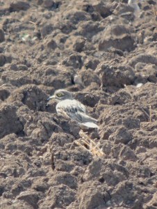Eurasian Stone Curlew Mandria 15th October 2015 (c) Cyprus Birding Tours