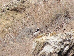 Finsch's Wheatear Agios Sozomenos 23rd October 2015 (c) Cyprus Birding Tours