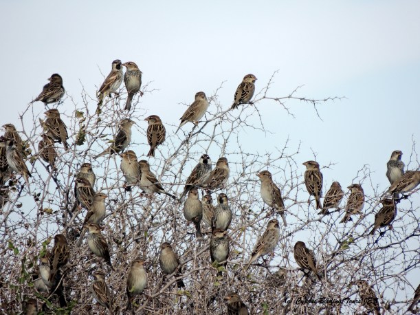 Spanish Sparrow Larnaca Airport Coast 27th October 2015  (c) Cyprus Birding Tours