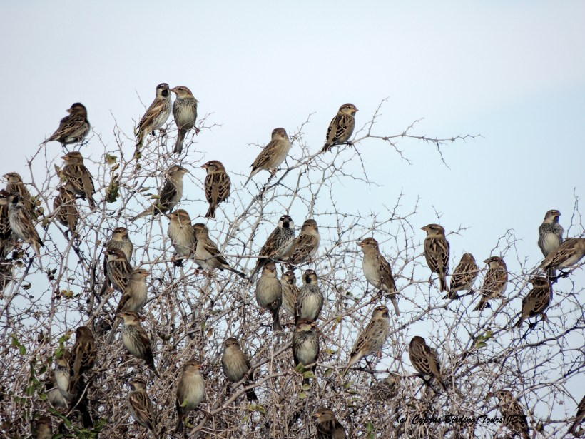 Spanish Sparrow Larnaca Airport Coast 27th October 2015  (c) Cyprus Birding Tours
