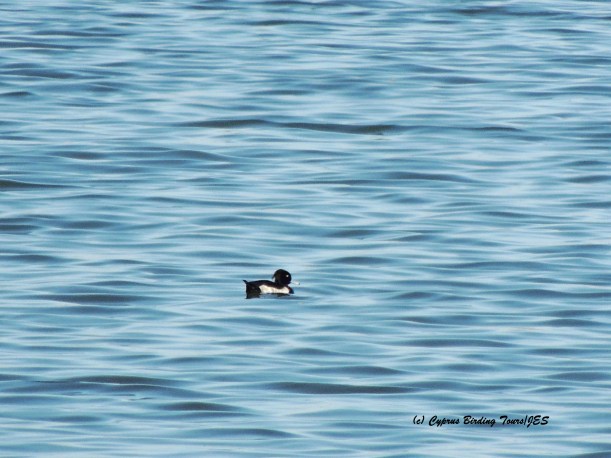  Tufted Duck male Larnaca Sewage Works 27th October 2015 (c) Cyprus Birding Tours