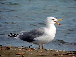 Yellow-legged Gull Spiros Beach 19th October 2015 (c) Cyprus Birding Tours