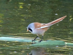 Bearded Reedling male Lower Ezousas Pool 18th November 2015 (c) Cyprus Birding Tours