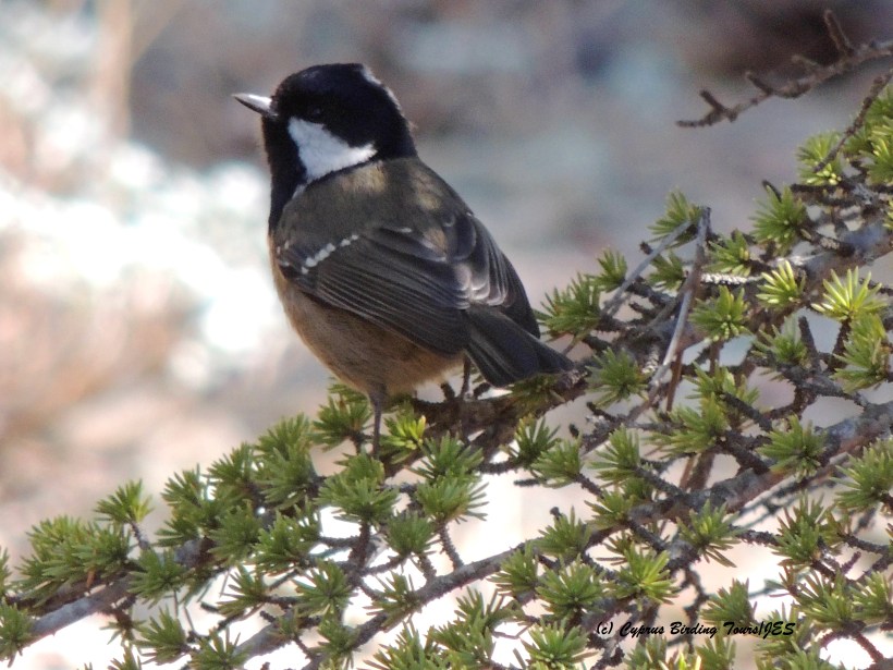 Coal Tit Troodos 20th November 2015 (c) Cyprus Birding Tours
