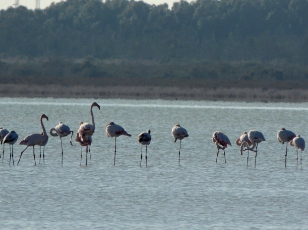 Greater Flamingo Akrotiri Salt Lake 11th November 2015 (c) Cyprus Birding Tours