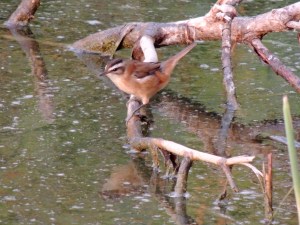Moustached Warbler Lower Ezousas 16th November 2015 (c) Cyprus Birding Tours