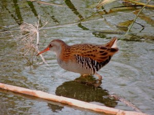 Water Rail Lower Ezousas 16th November 2015 (c) Cyprus Birding Tours