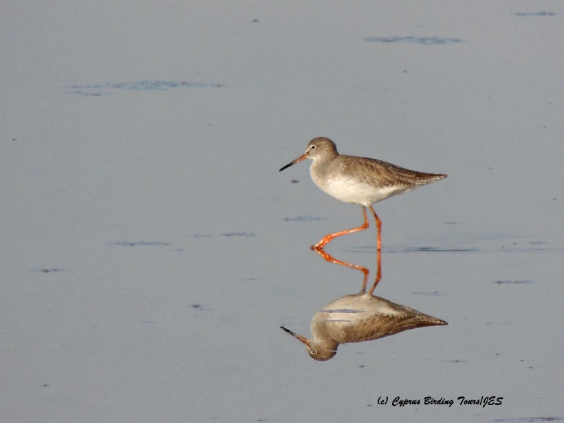 Common Redshank, Meneou Pool, 15th December 2015 (c) Cyprus Birding Tours