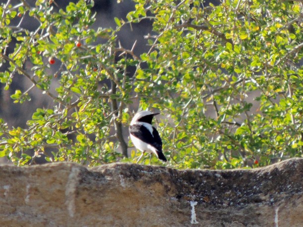 Finsch's Wheatear, Agios Sozomenos 14th December 2015 (C) Cyprus Birding Tours