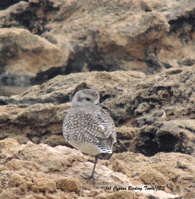 Grey Plover roosting Agia Trias 18th December 2015 (c) Cyprus Birding Tours